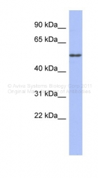 ARP40180_P050 - alpha Tubulin / TUBA4A / TUBA1