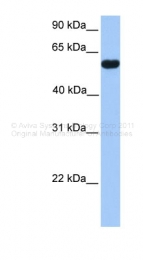 ARP40324_P050 - CUGBP2