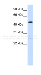 ARP40464_T100 - Endoplasmin / HSP90B1 / TRA1