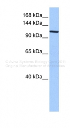 ARP40465_P050 - XPO1 / Exportin-1