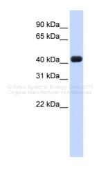 ARP40478_P050 - RTCD1