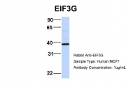 ARP40485_P050 - EIF3G / EIF3S4