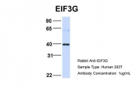 ARP40485_P050 - EIF3G / EIF3S4