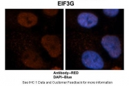 ARP40485_P050 - EIF3G / EIF3S4