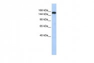 ARP40498_P050 - Synaptojanin-1 / SYNJ1