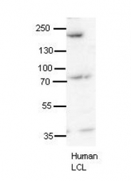 ARP40498_P050 - Synaptojanin-1 / SYNJ1