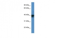 ARP40514_P050 - hnRNP-A/B / HNRNPAB
