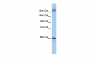 ARP40562_P050 - EIF4G1 / EIF4F