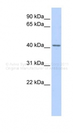 ARP40598_P050 - Snurportin-1 (SNUPN)