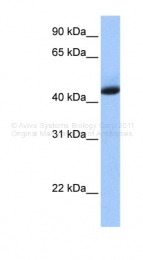 ARP40665_P050 - SAM68 / KHDRBS1
