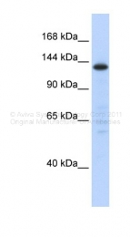 ARP40731_P050 - SF3B3 / SAP130