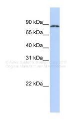 ARP41024_P050 - CPEB4