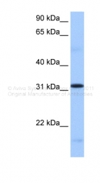 ARP41083_P050 - SFRS13A / FUSIP1