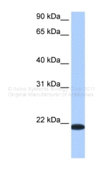 ARP41191_P050 - TMED4 / ERS25