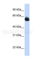 ARP41252_P050 - CD349 / FZD9 / Frizzled-9