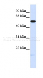 ARP41282_P050 - MFRP