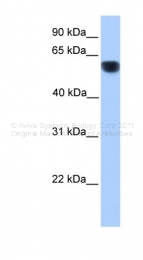 ARP41405_P050 - CYP1A1