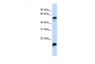 ARP41420_P050 - C4b-binding protein alpha