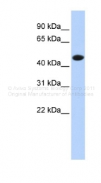 ARP41476_P050 - CKMM