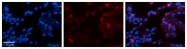ARP41491_P050 - Glutathione peroxidase 3 / GPX3