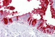 ARP41524_P050 - SCGB1A1 / Uteroglobin