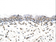 ARP41577_P050 - 58K Golgi Protein