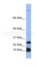 ARP41620_P050 - Hepcidin / HAMP