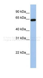 ARP41709_P050 - Steryl-sulfatase