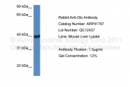 ARP41767_P050 - Ornithine carbamoyltransferase