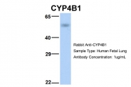 ARP41814_P050 - CYP4B1