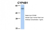 ARP41814_P050 - CYP4B1
