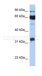 ARP41836_P050 - Cyclooxygenase 1
