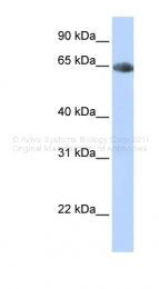 ARP41893_P050 - Norepinephrine Transporter