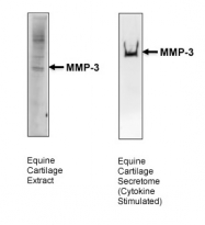 ARP42041_P050 - MMP-3