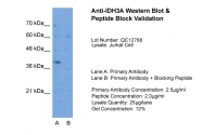 ARP42237_T100 - Isocitric dehydrogenase alpha / IDH3A