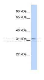 ARP42334_P050 - Secretagogin (SCGN)