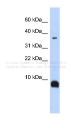 ARP42372_P050 - Neurokinin B / TAC3