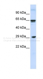 ARP42395_P050 - CD299 / CLEC4M