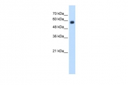 ARP42396_T100 - CD299 / CLEC4M