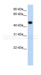 ARP42480_P050 - Hydroxyacid oxidase 1 / HAOX1