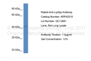 ARP42516_P050 - LRP2-binding protein / LRP2BP