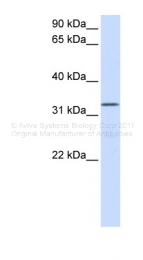ARP42518_P050 - DOK5