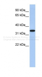 ARP42581_P050 - CD297 / ART4