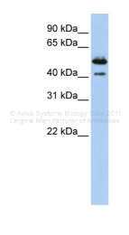 ARP42596_P050 - Deoxyribonuclease-2-beta