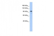ARP42927_P050 - Angiomotin-like protein 1 / AMOTL1