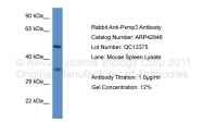 ARP42946_P050 - Peroxin 2 / PEX2 / RNF72
