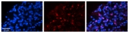 ARP43084_P050 - WWP1