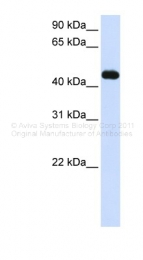 ARP43144_P050 - MKRN2 / RNF62
