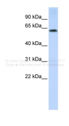 ARP43373_P050 - TRIM55 / MURF2 / RNF29