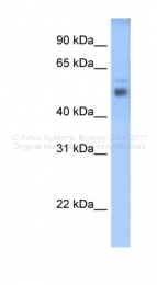 ARP43515_P050 - STEAP3 / TSAP6